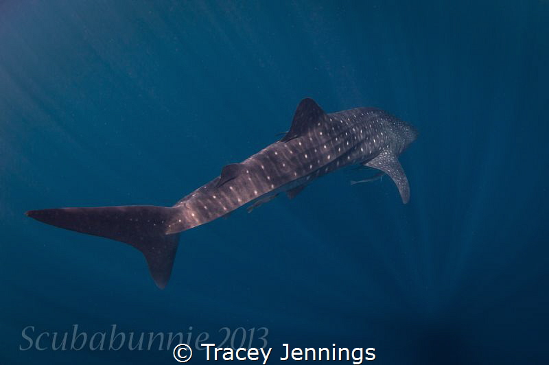 into the blue by Tracey Jennings 