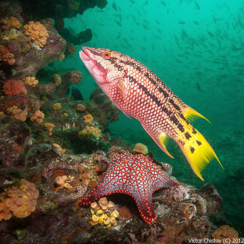 Coloreds
Galapagos Islands
 by Victor Chistov 