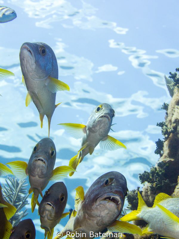 Flying Grunts - finning through the swim-thru I looked up... by Robin Bateman 
