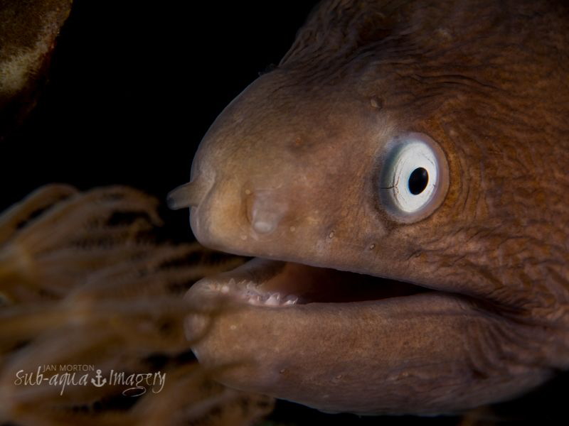 Small White Eyed Moray.  Taken With Olympus EM-1 with 12-... by Jan Morton 