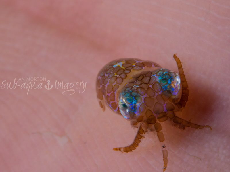 High Five!
Baby Bobtail Squid

 by Jan Morton 