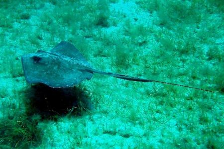 Stingray. by Steve Laycock 