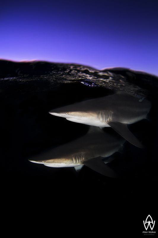 An portrait image of 2 Oceanic Blacktips close to the sur... by Allen Walker 