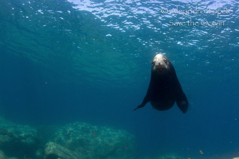 Sea Lion in the Blue, La Paz Mexico by Alejandro Topete 