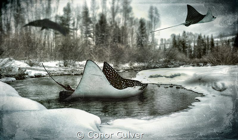 "Eagle Hunt" by Conor Culver 