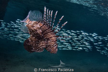[:b:]Lonely hunter[:/b:] by Francesco Pacienza 