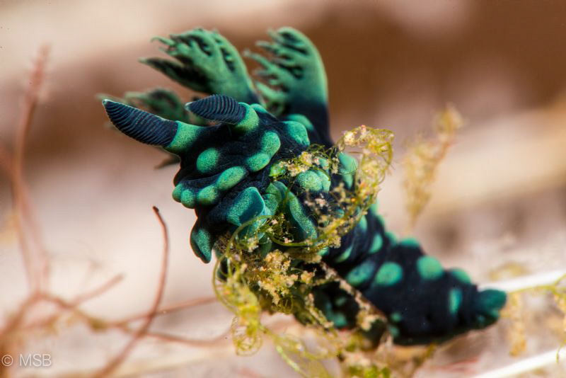 Nembrotha feeding in Seraya Secret in Bali. by Mehmet Salih Bilal 