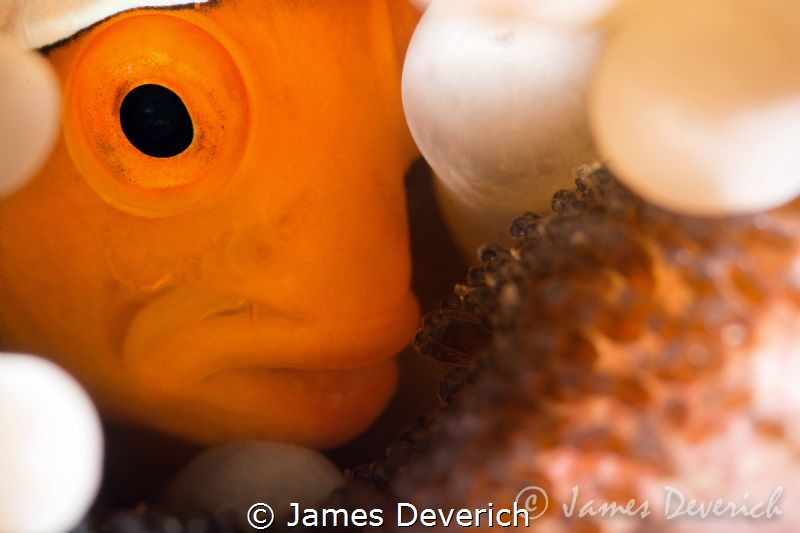 The Brood / False clown with eggs not cropped. by James Deverich 