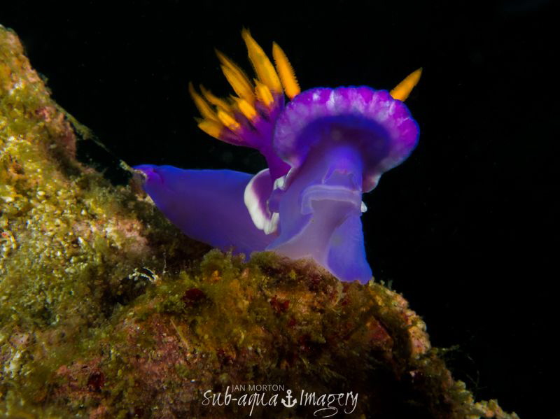 Wearing the Miss Nudibranch Crown
Hypselodoris Sp. by Jan Morton 