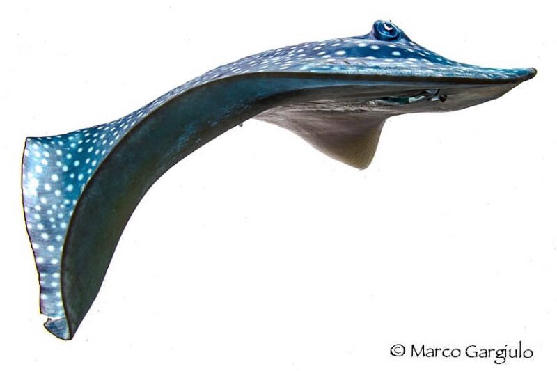 Ray in Blue by Marco Gargiulo 