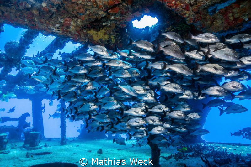 Mexico - Isla Mujeres - Canonero 58 Wreck by Mathias Weck 