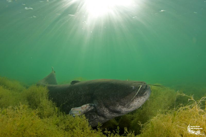 Wels catfish :-D by Daniel Strub 