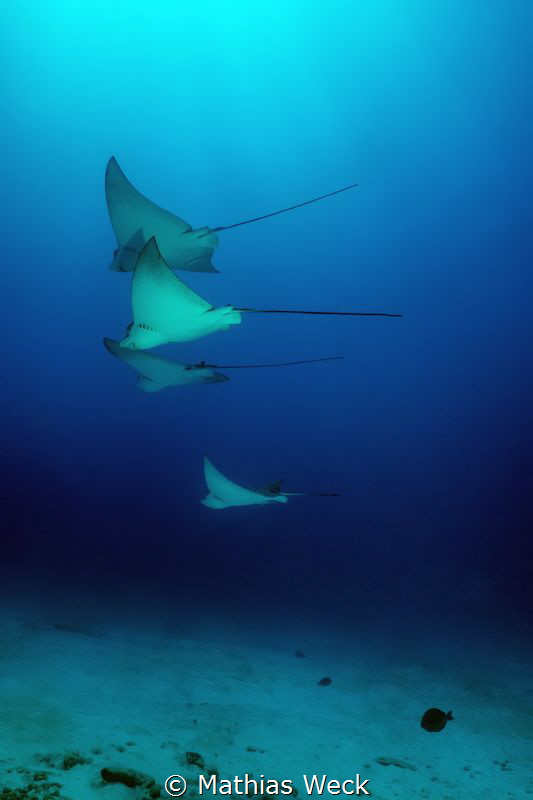 Mexico - Isla Mujeres - Eagle Rays by Mathias Weck 