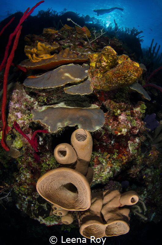 Reefscape by Leena Roy 