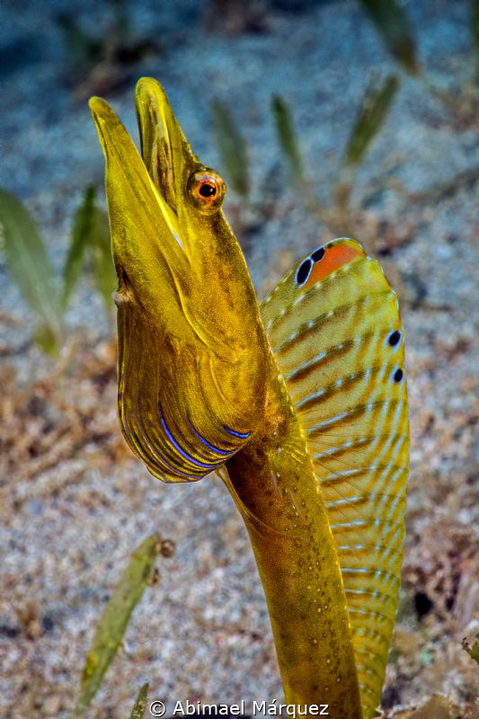 Bluethroat Pikeblenny by Abimael Márquez 