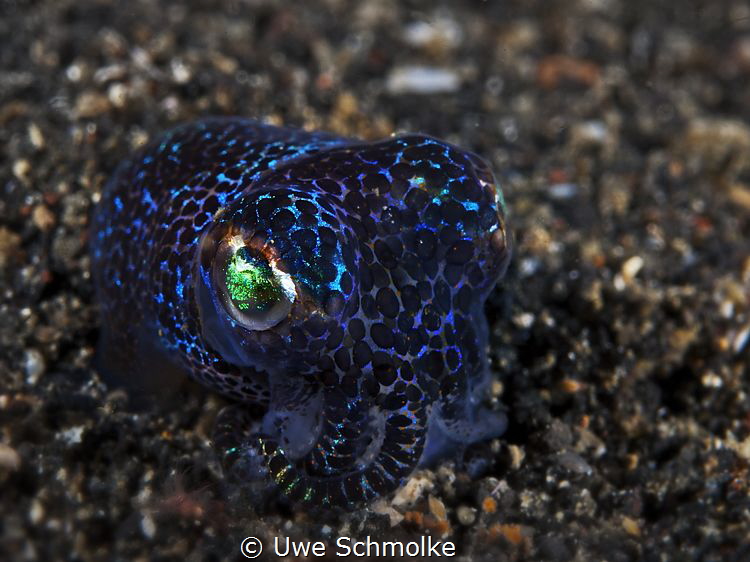 Tiny opal - Bobtailsquid by Uwe Schmolke 