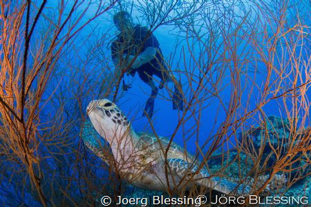 chilling in the black coral bush... by Joerg Blessing 