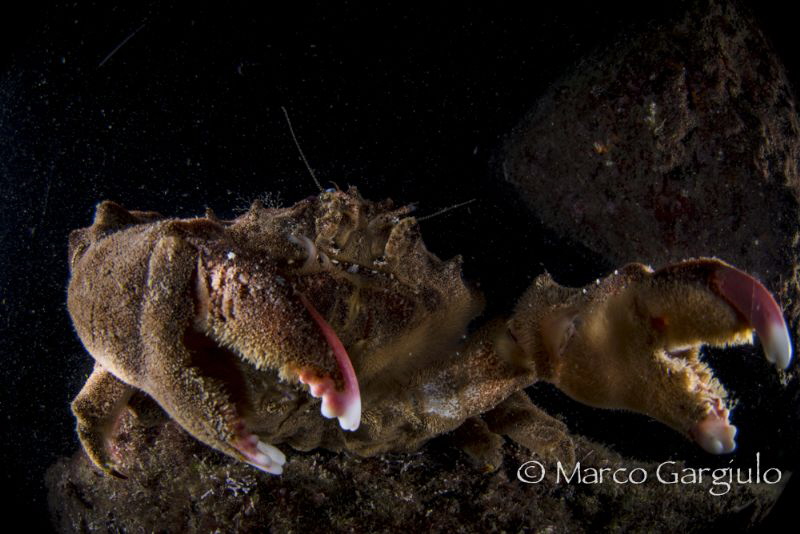 Dromia Crab by Marco Gargiulo 