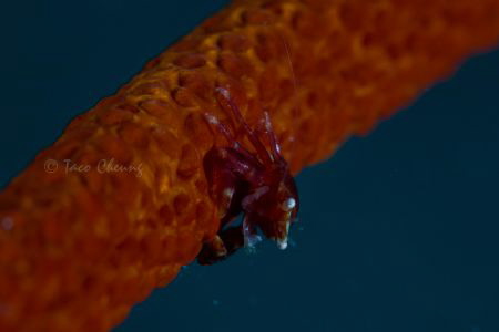 Black Coral Crab by Taco Cheung 
