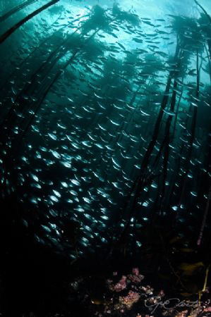 ~ Butterflies ~
Diving in a kelp forest do feel as if yo... by Geo Cloete 