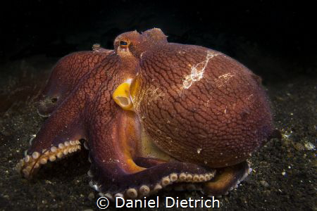 Coconutoctopus by Daniel Dietrich 