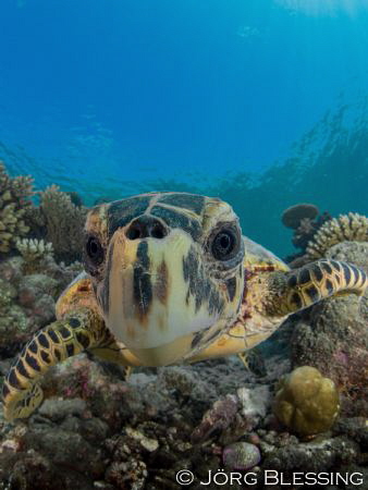 young hawksbill turtle checking out the dome by Joerg Blessing 