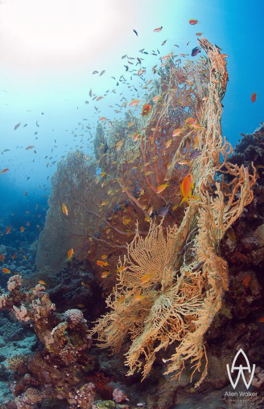 The beauty of Ras Mohammed! by Allen Walker 