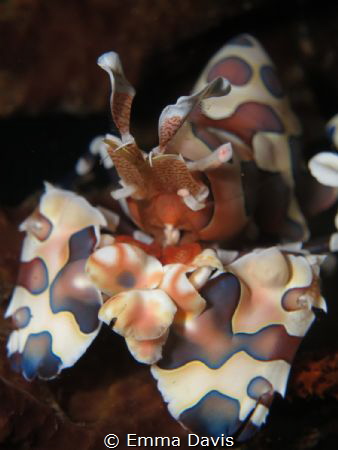Harlequin Shrimp by Emma Davis 