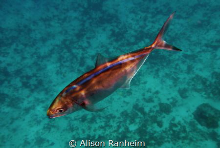 Jack fish by Alison Ranheim 