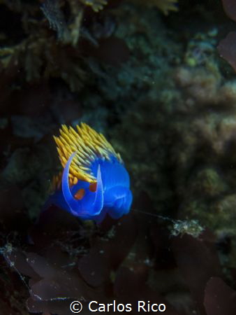 nudibranch by Carlos Rico 