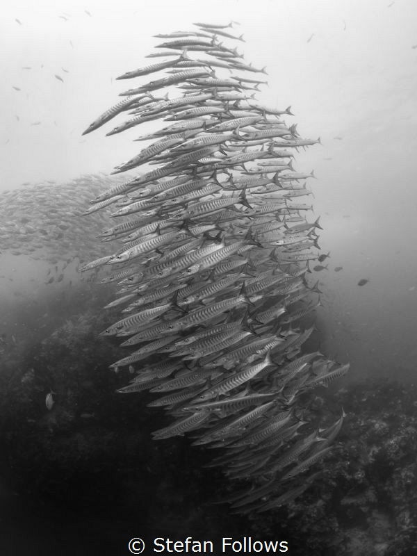 Confirmation Bias. Chevron Barracuda - Sphyraena qenie. S... by Stefan Follows 