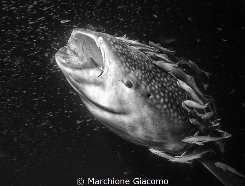 Whale shark and remores
Nikopn D800E, 17-35mm Nikon by Marchione Giacomo 