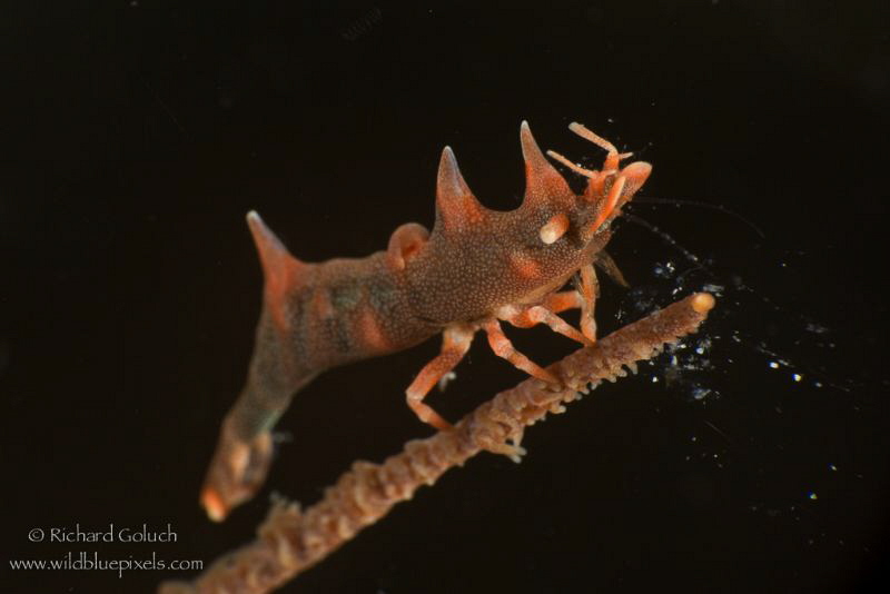 Dragon Shrimp,Anilao,Phillippines. by Richard Goluch 