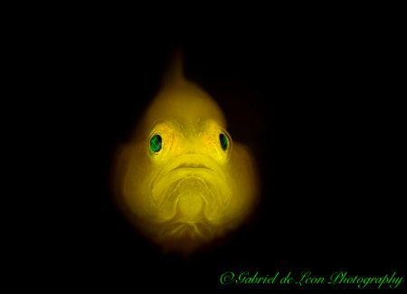 Goby by Gabriel De Leon Jr 