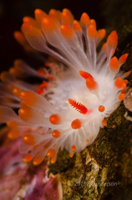 Limacia cockerelli by Pat Gunderson 