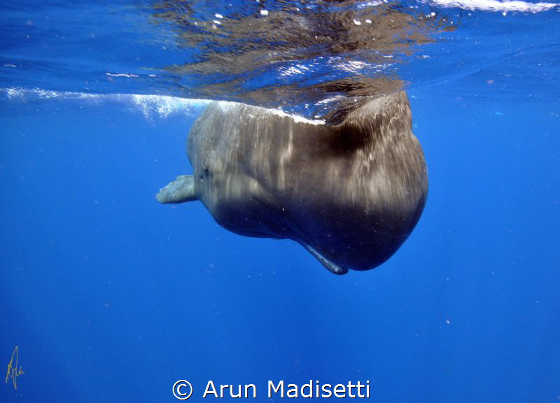 portrait please. (under permit) by Arun Madisetti 