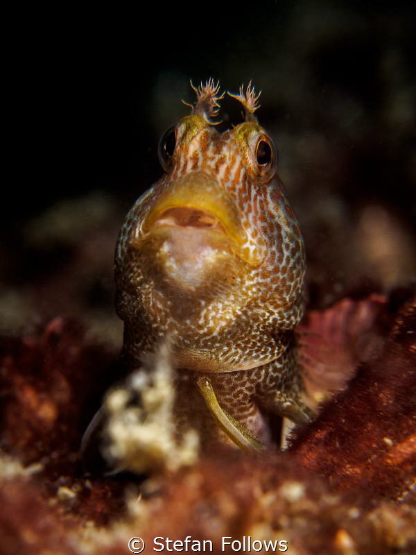 Allan, Allan, Allan, Allan ... ! Blenny - Parablennius sp... by Stefan Follows 