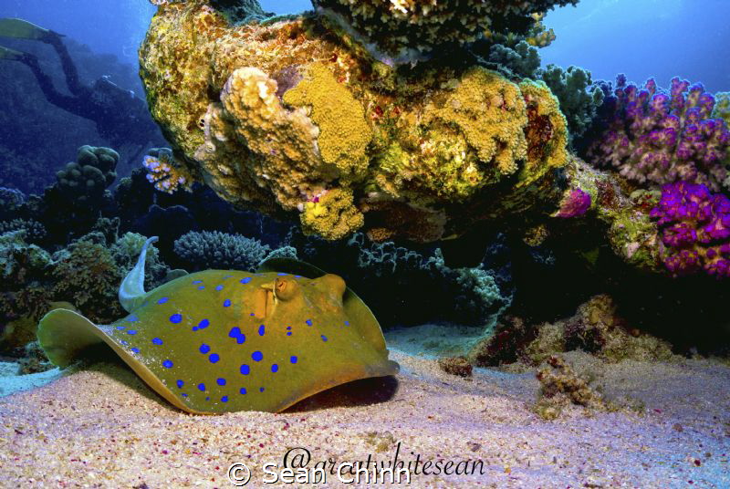Beautiful Colours of the Red Sea by Sean Chinn 