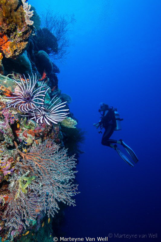 Wall at Radha Shu Haa in Laamu Atoll with diver by Marteyne Van Well 