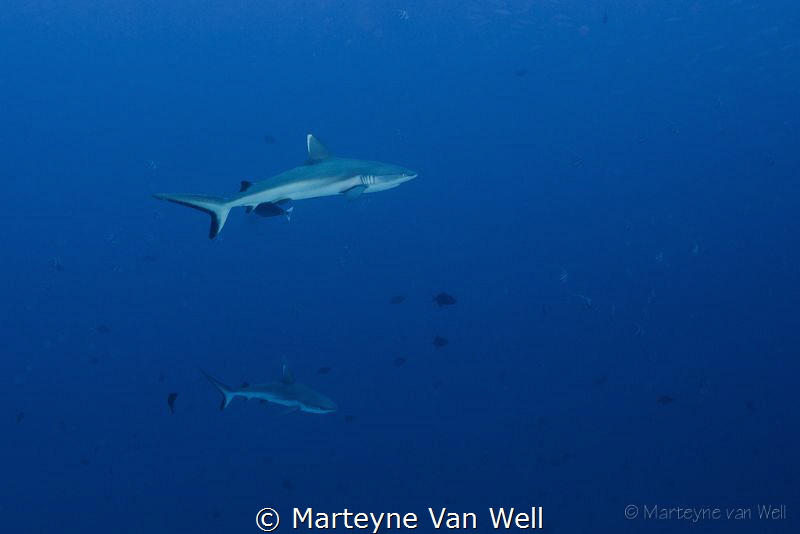 Two grey reef sharks cruising by by Marteyne Van Well 