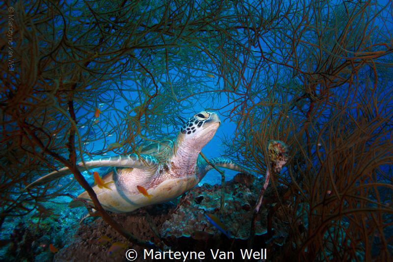 Meet Mrs. Green, the resident Green Turtle at Tingadhoo Faru by Marteyne Van Well 