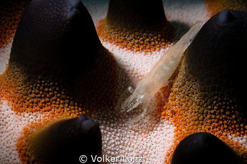 Shrimp on seastar by Volker Lonz 
