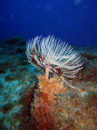 Fanworm feeding on Popeye's barge off Malta, not much of ... by Dawn Watson 