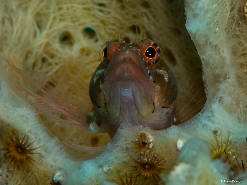 Nikon D800 125 F25 105mm  Starksia hassi  Ringed Blenny by John Roach 