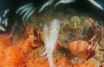 chokka laying eggs and mating during the annual chokka se... by Fiona Ayerst 