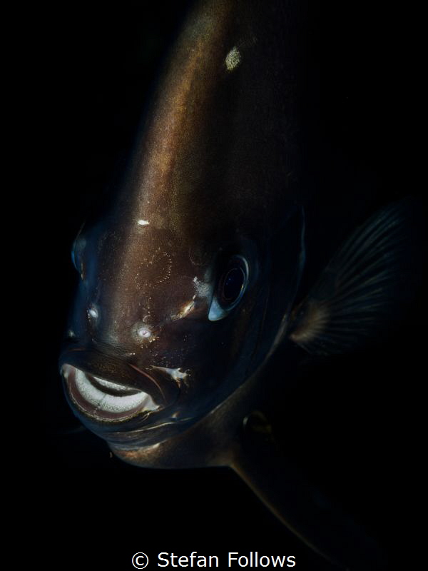 General Grievous. Longfin Batfish - Platax teira. Sail Ro... by Stefan Follows 