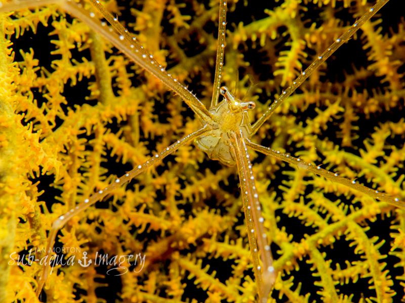 Happy Face
A type of Inachidae?  Family of approx 7 livi... by Jan Morton 