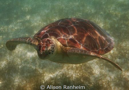 Akumal Bay, Yucatan, Mexico by Alison Ranheim 