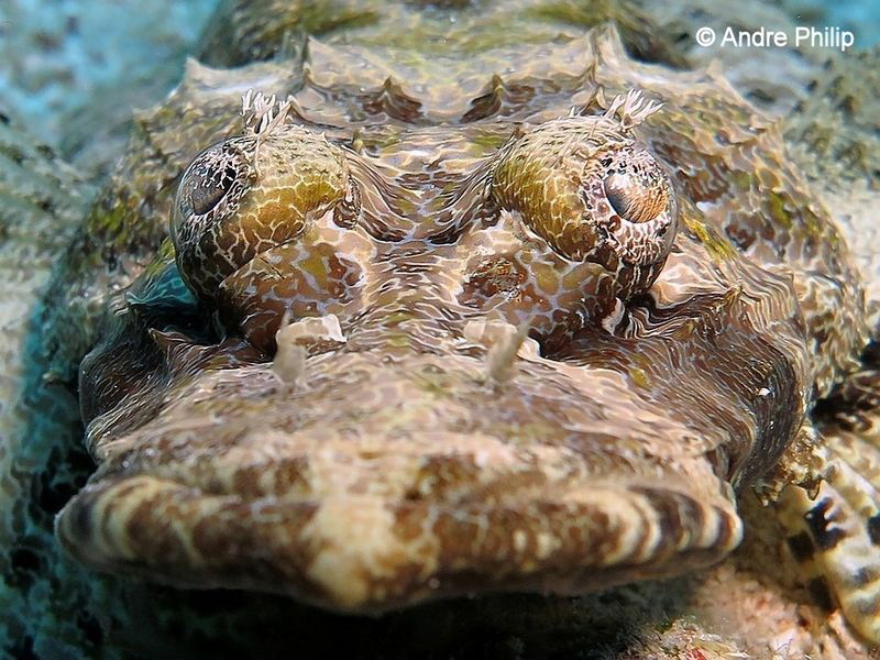 "Ugly or beautiful ... definitely fascinating" - The face... by Andre Philip 
