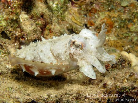 Hooded cuttlefish over coral reef at night by Laura Dinraths 